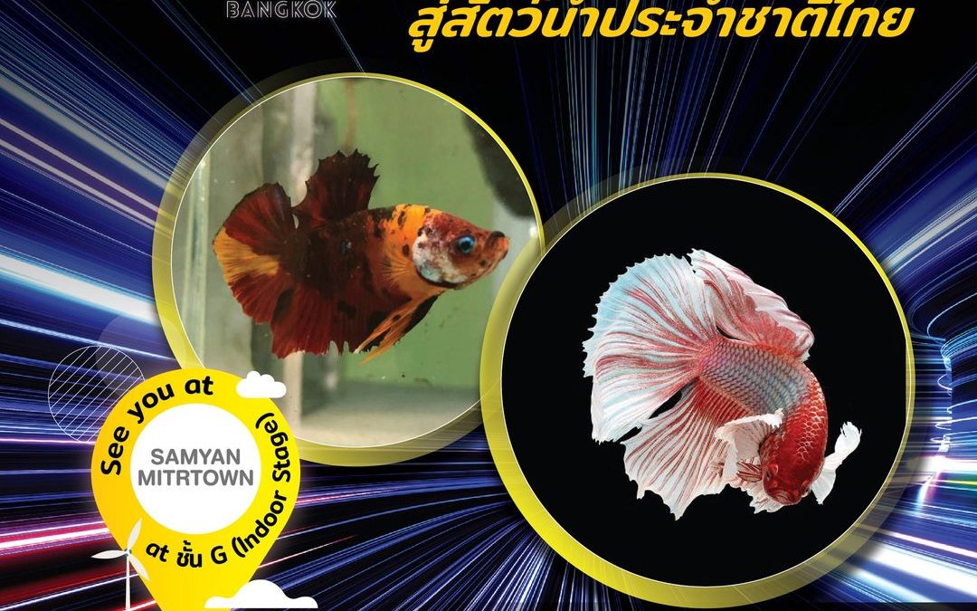พูดคุยในหัวข้อ ปลากัด สีสันอัญมณีจากสายธารา สู่สัตว์น้ำประจำชาติไทย